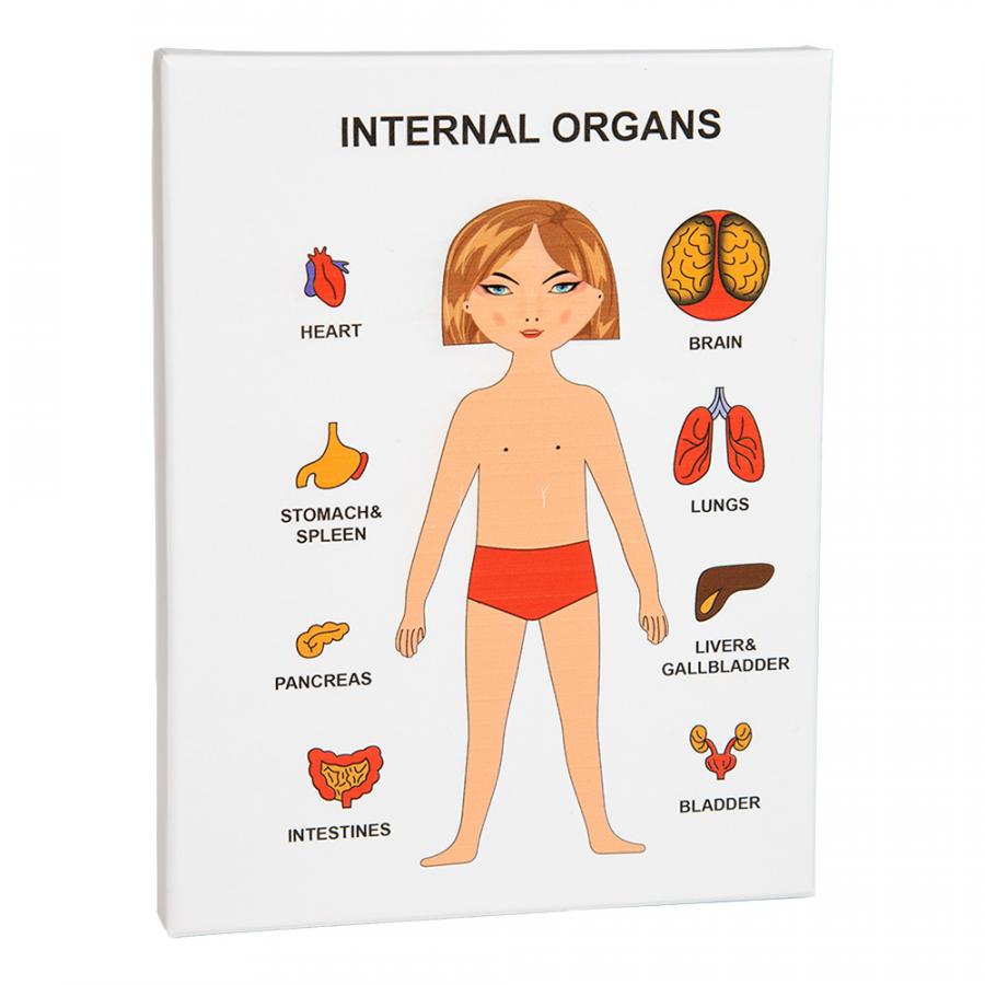 Придбати НАВЧАЛЬНА ГРА STRATEG INTERNAL ORGAN - ВНУТРІШНІ ОРГАНИ (30349) Придбати НАВЧАЛЬНА ГРА STRATEG INTERNAL ORGAN - ВНУТРІШНІ ОРГАНИ (30349)