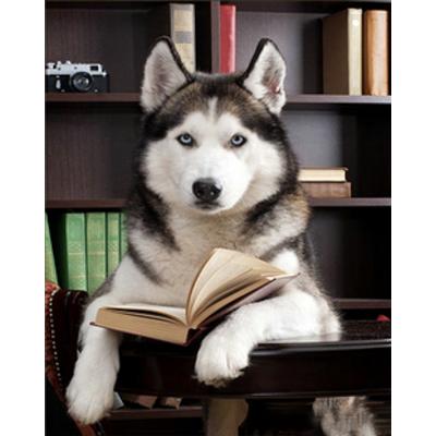 Купить АЛМАЗНАЯ МОЗАИКА STRATEG ПРЕМИУМ ХАСКИ С КНИГОЙ РАЗМЕРОМ 30Х40 СМ (HEG85020)